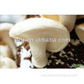 Agaricus Blazei Mushroom Extract